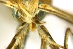 Diphtheroptila glochidia