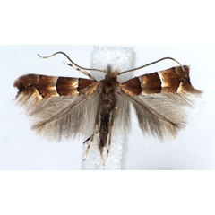 /filer/webapps/moths_gc/media/images/F/froelichiella_Phyllonorycter_A_WJDP.jpg