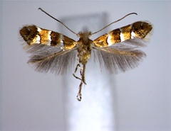 /filer/webapps/moths_gc/media/images/P/penangensis_Phyllonorycter_PT_EIHU.jpg