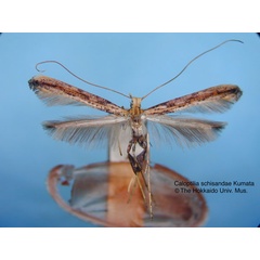 /filer/webapps/moths_gc/media/images/S/schisandrae_Caloptilia_HT_EIHU.jpg