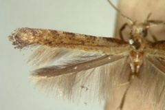 Caloptilia dicksoni