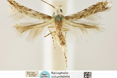 Epicephala colymbetella