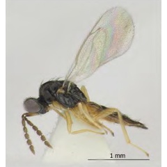 /filer/webapps/moths_gc/media/images/I/issikii_Phyllonorycter_Elachertus_inunctus2_Kosheleva_et_al._2022_10.jpg