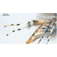 /filer/webapps/moths_gc/media/images/P/philippa_Epicephala_HT_legs_ANIC.jpg