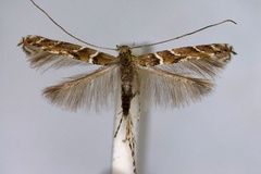 Acrocercops brongniardella