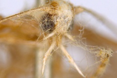Ornica australis