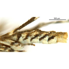 /filer/webapps/moths_gc/media/images/E/eubenangee_Polydema_HT_abdomen_De-Prins-etal_2025_238.jpg