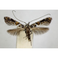 /filer/webapps/moths_gc/media/images/U/ussuriella_Gracillaria_A_ZSM.jpg