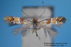 Phyllonorycter rubicola