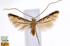 Diphtheroptila breynella