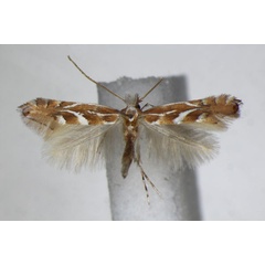 /filer/webapps/moths_gc/media/images/T/troodi_Phyllonorycter_A_ZSM.jpg