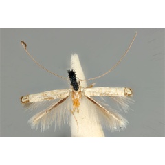 /filer/webapps/moths_gc/media/images/D/didymosticha_Cuphodes_LT_ANIC31-087189_dorsal.jpg