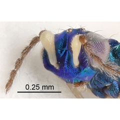 /filer/webapps/moths_gc/media/images/I/insignitella_Phyllonorycter_parasitoid2_Nunes-etal_2026_146.jpg