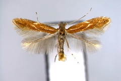 Phyllonorycter corylifoliella