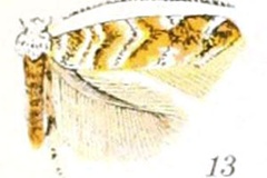 Cameraria hamadryadella