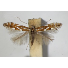 /filer/webapps/moths_gc/media/images/P/pyrifoliella_Phyllonorycter_A_ZSM_3.jpg