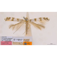 /filer/webapps/moths_gc/media/images/A/antimima_Acrocercops_ST1_ANIC.jpg