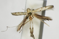 Spanioptila nemeseta