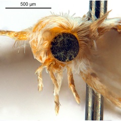/filer/webapps/moths_gc/media/images/X/xerocarpa_Epicephala_HT_head2_ANIC.jpg