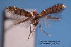 Chrysaster hagicola
