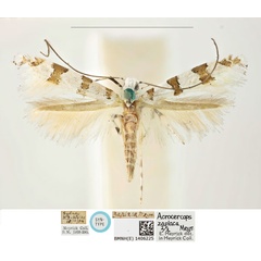 /filer/webapps/moths_gc/media/images/Z/zaplaca_Gibbovalva_PLT_BMNH_1406225.jpg