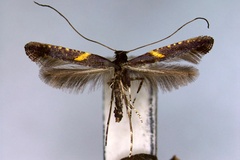 Caloptilia semifasciella