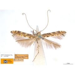 /filer/webapps/moths_gc/media/images/C/chlorella_Caloptilia_HT_ANIC.jpg