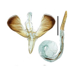 /filer/webapps/moths_gc/media/images/D/dentata_Caloptilia_GM_Kim-etal_2022_4.jpg