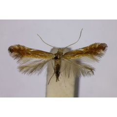 /filer/webapps/moths_gc/media/images/I/intermedia_Phyllonorycter_ST_BMNH.jpg