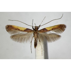 /filer/webapps/moths_gc/media/images/F/fidella_Caloptilia_A_ZSM_5.jpg