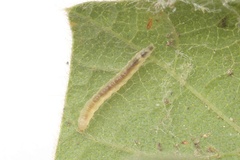 Caloptilia rhynchosiae