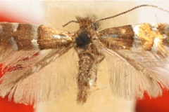 Phyllonorycter gemmea