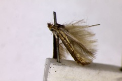 Phyllonorycter messaniella