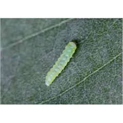 /filer/webapps/moths_gc/media/images/O/ostensackenella_Chrysaster_Larva-2_Liu-et-al_2015_946.jpg