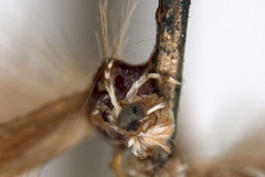 Acrocercops leptalea