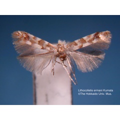 /filer/webapps/moths_gc/media/images/E/ermani_Phyllonorycter_HT_EIHU.jpg