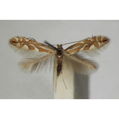 /filer/webapps/moths_gc/media/images/S/sorbi_Phyllonorycter_A_ZSM_6.jpg