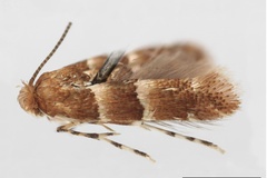 Phyllonorycter stigmaphyllae