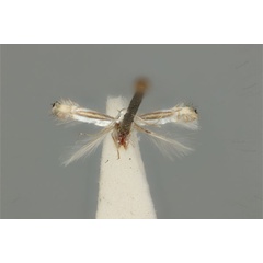 /filer/webapps/moths_gc/media/images/D/diplomochla_Phyllocnistis_ST_ANIC31-076544_dorsal.jpg