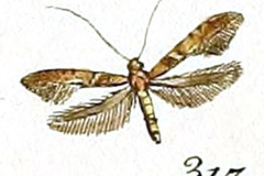 Caloptilia falconipennella