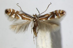Phyllonorycter deschkai