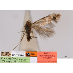 /filer/webapps/moths_gc/media/images/E/enchalcoa_Phyllonorycter_ST3_ANIC.jpg