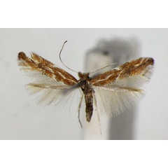 /filer/webapps/moths_gc/media/images/C/corylifoliella_Phyllonorycter_A_ZSM_6.jpg