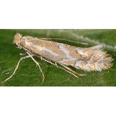 /filer/webapps/moths_gc/media/images/H/haasi_Phyllonorycter_A_PathPiva.jpg