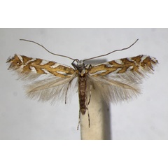/filer/webapps/moths_gc/media/images/P/pavoniella_Aristaea_A_ZSM_4.jpg