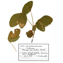 /filer/webapps/moths_gc/media/images/D/desmodiella_Liocrobyla_hostplant2_ANIC.jpg
