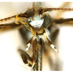 /filer/webapps/moths_gc/media/images/D/desmodiella_Liocrobyla_M1_head1_ANIC.jpg