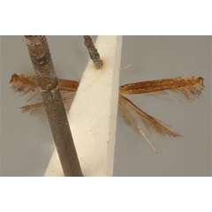 /filer/webapps/moths_gc/media/images/O/obscurella_Acrocercops_HT_ANIC31-036690_ventral.jpg