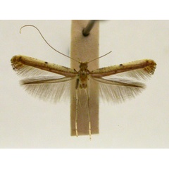 /filer/webapps/moths_gc/media/images/X/xanthochiria_Caloptilia_PT_TMSA5636.jpg