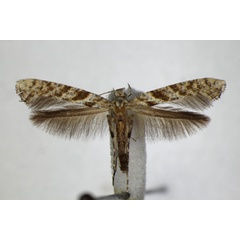 /filer/webapps/moths_gc/media/images/C/cuculipennella_Caloptilia_A_ZSM_2.jpg